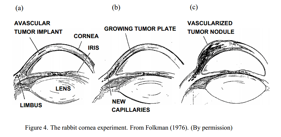 folkman1976rabbiteye